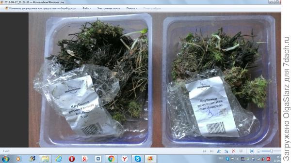 Загадка: найди в этом ... от Злопитомника  клубнику!