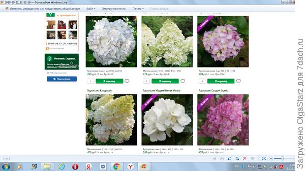 Вот в Процветке гортензии. А саженец гортензии пришел такой же, как у вас свои в горшках. Но я ни коим образом не агитирую за Процветок. Сейчас получилось с ним недоразумение.Зачем то мне прислали две одинаковые посылки из Процветка и умоляют вторую тоже выкупить. А зачем это мне надо, спрашивается? Они делают ошибки, а расплатиться за них предлагают мне!