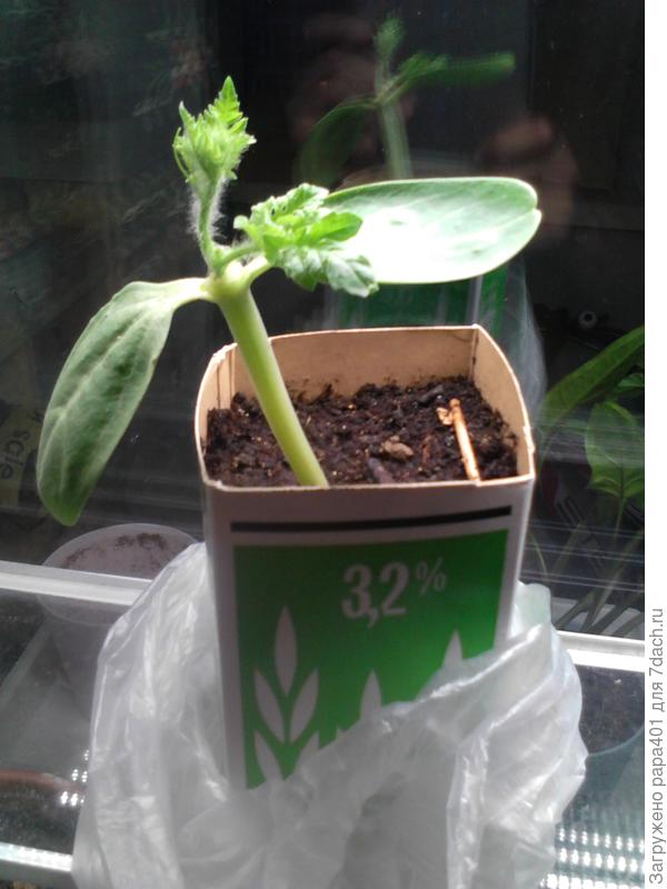 первый день