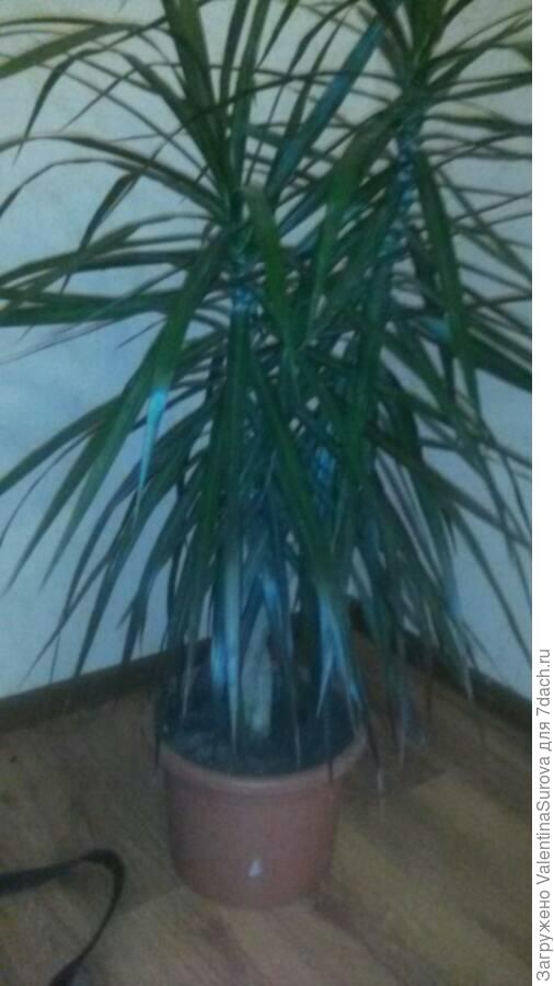 Как называется этот цветок ???