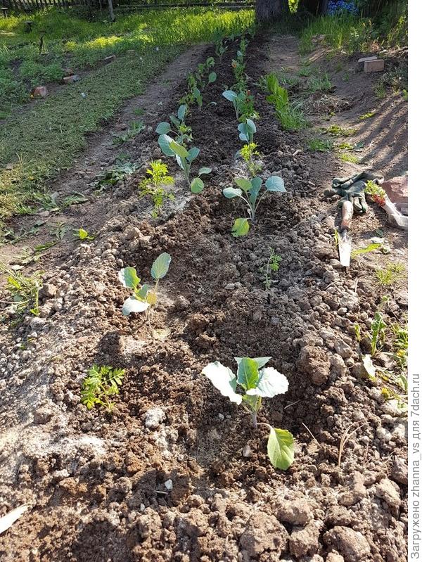 Высадка в ОГ