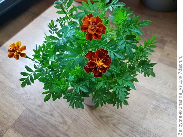 До пересадки