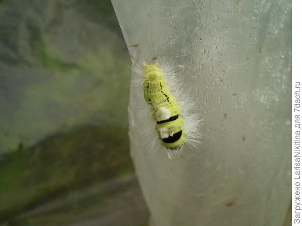 А вот это кто?