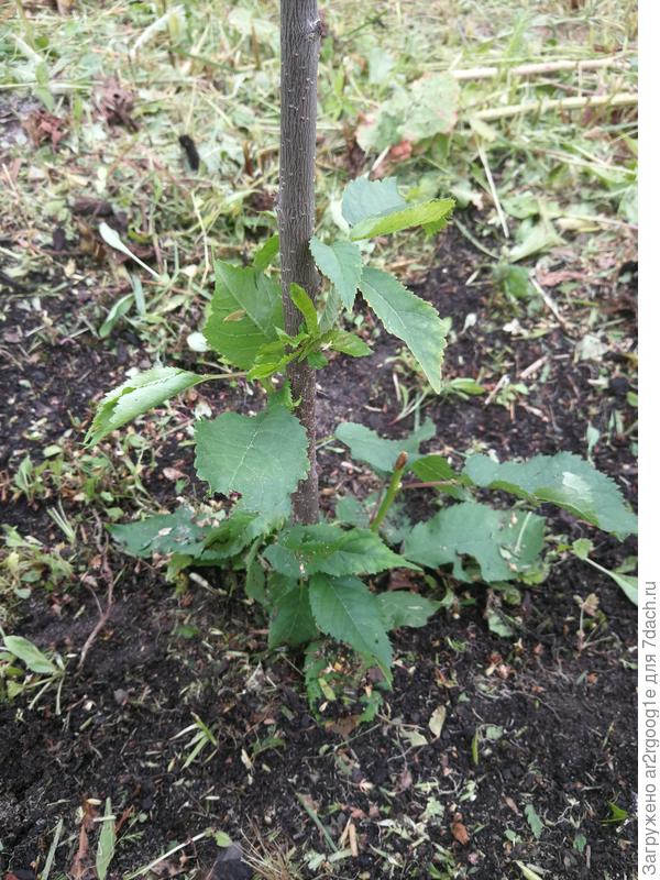 побег от прививки и чуть выше