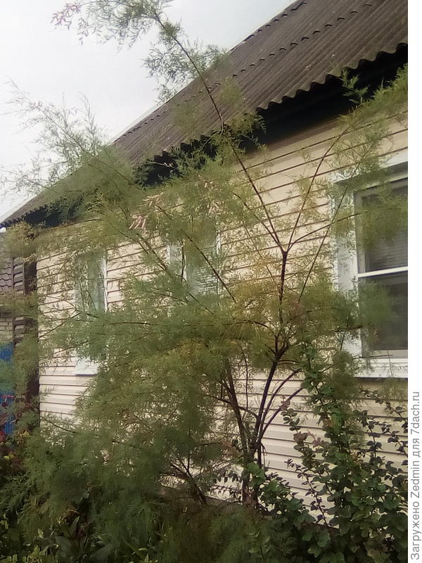 Неизвестное дерево