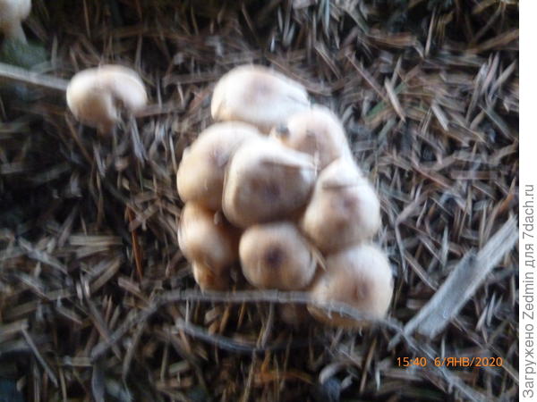 Грибы непонятные фото 4