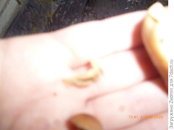 Грибы непонятные фото 5