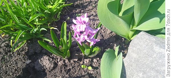 Цветок 2 фото