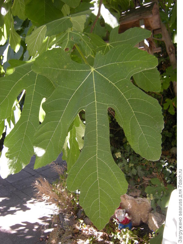 Как выглядят листья инжира фото
