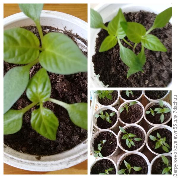 Рассада перцев Дед Мороз