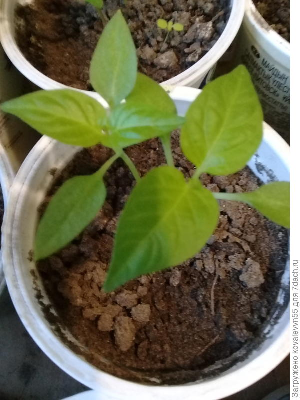 Рассада перцев Чудо Великан F1