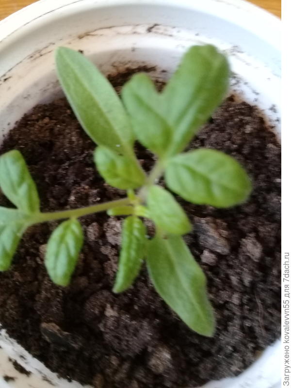 Рассада томата 100%F1