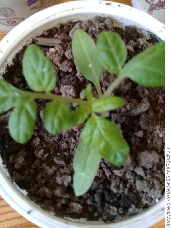 Рассада томата 100%F1