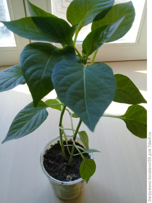 Перцы хорошо растут вдвоем.