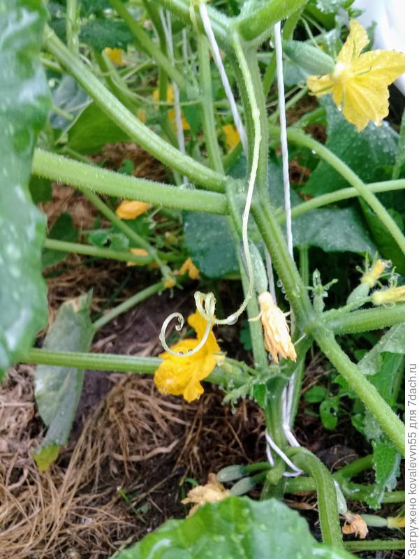 Цветение и появление завязи у огурцов Ребятки с грядки