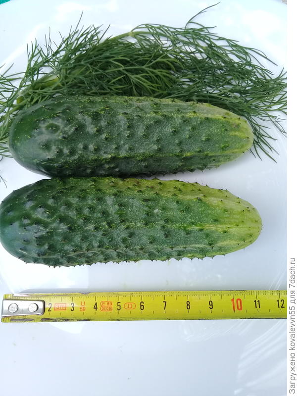 Длина огурцов Мечта дачника