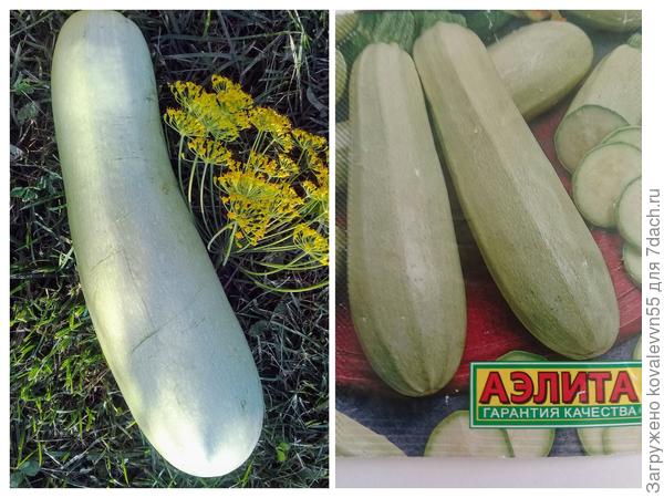 Первый сорванный плод кабачка Дядя Федор