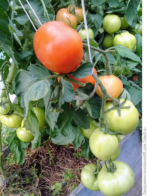 Первая кисть,на которой созрели томаты 100%