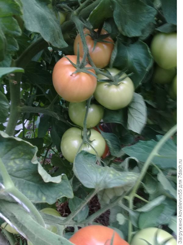 Еще одна кисть с созревающими томатами на этом же кусте