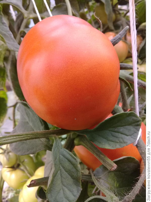 Первый созревший томат 100%