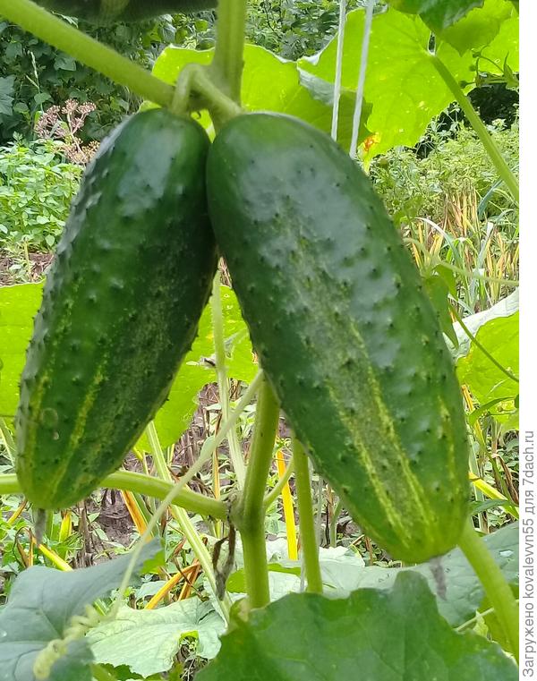 огурцы Мечта дачника
