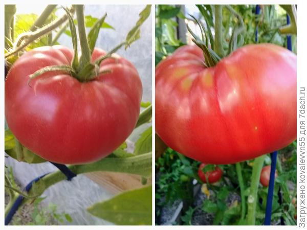 Томаты Малиновый великан