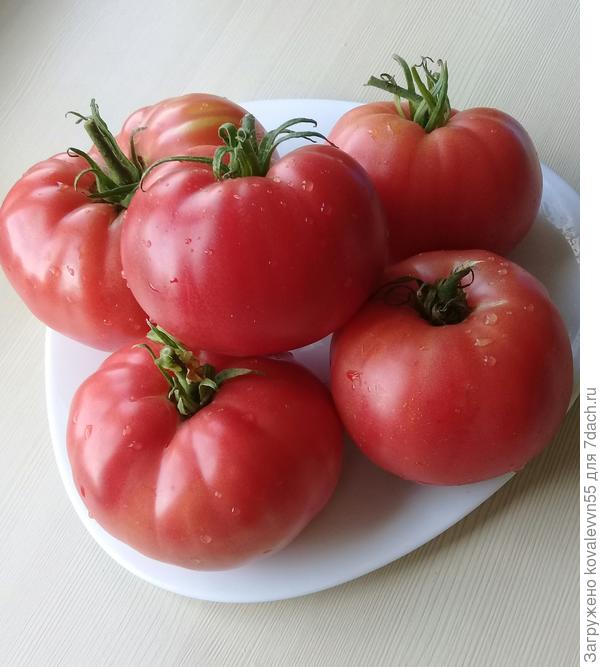 Томаты Малиновый великан