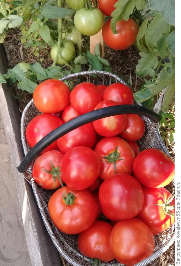 Один из сборов томатов 100%