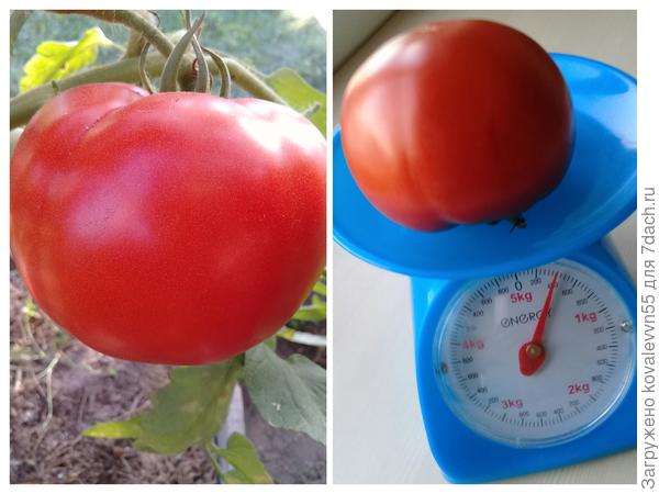 Вес самого крупного томата 100%