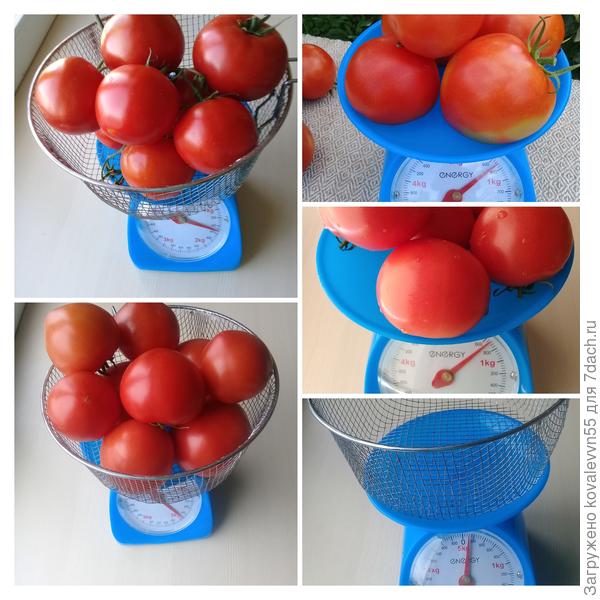 Вес  томатов с куста