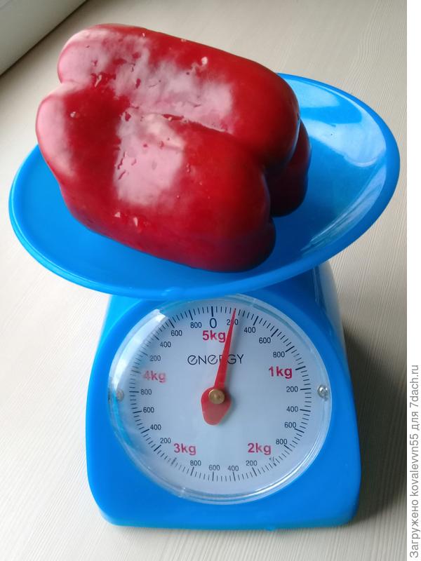 Вес первого созревшего перца Дед Мороз