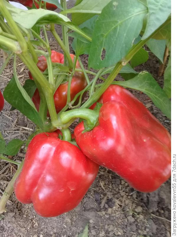 Перцы Дед Мороз в стадии биологической зрелости