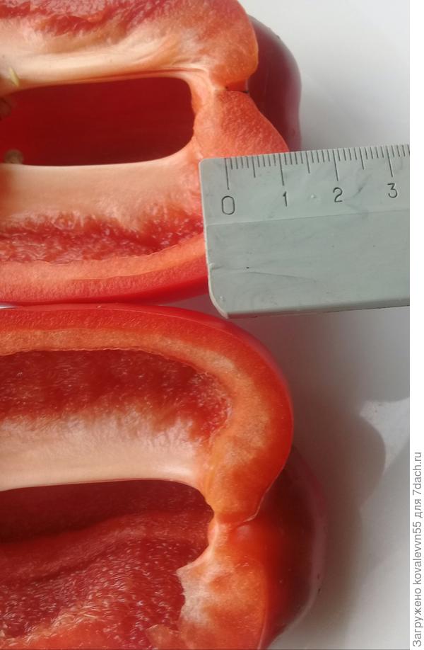 Толщина стенки перцев Большой куш