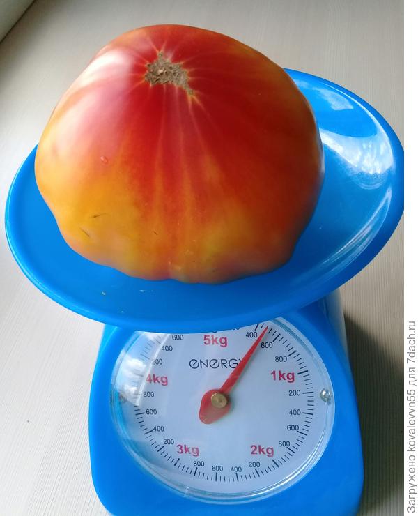 Вес томата Сокровище инков
