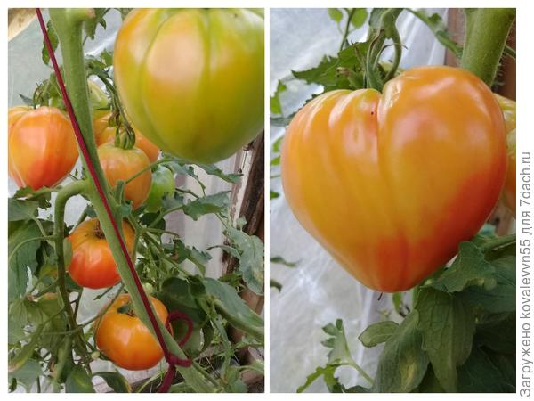 Томаты Сокровище инков