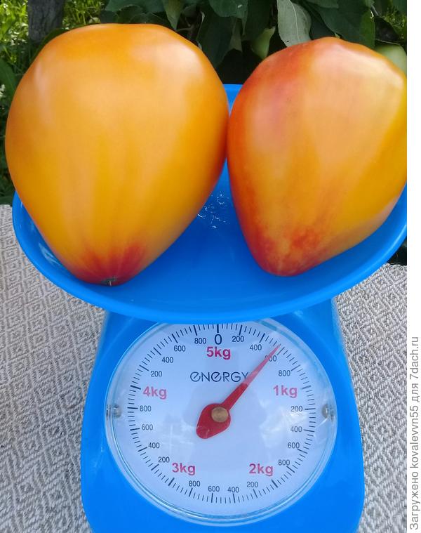 Томаты Сокровище инков