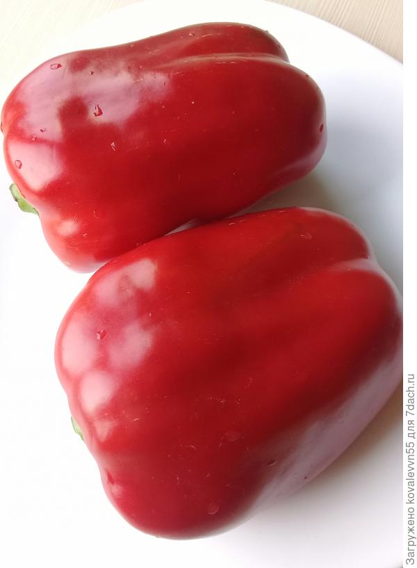 Перцы Дед Мороз