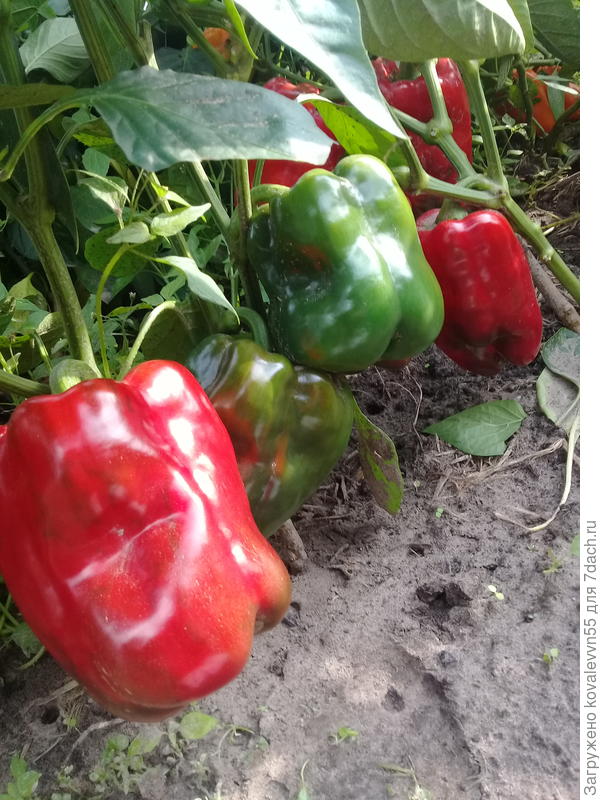 Перцы Большой куш