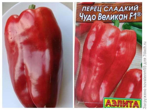 Перец Чудо Великан