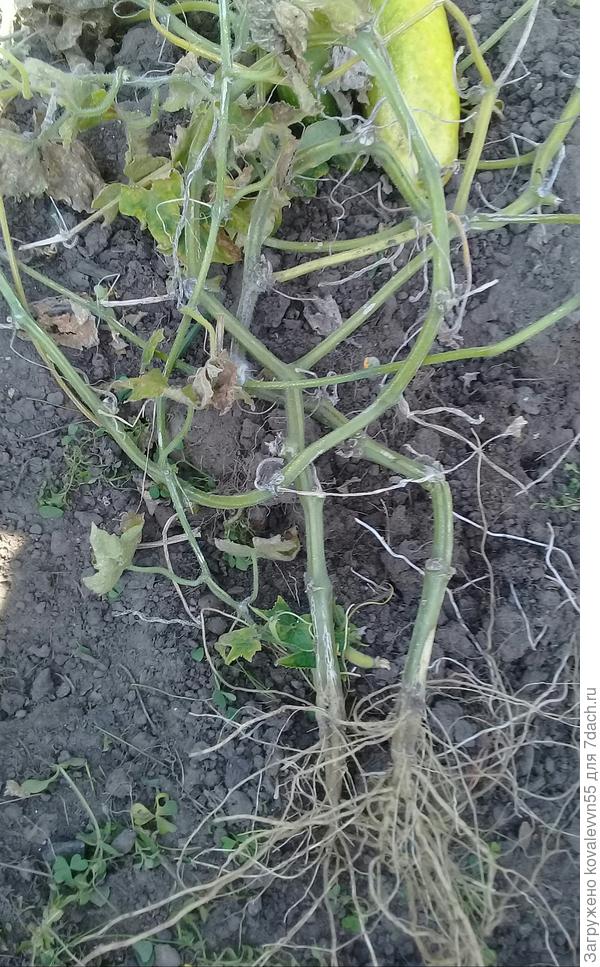 Вырванные кусты огурцов Веселые гномики