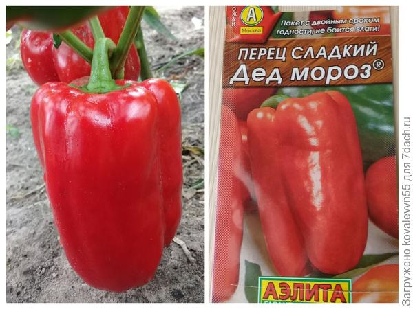 Первый созревший перец Дед Мороз