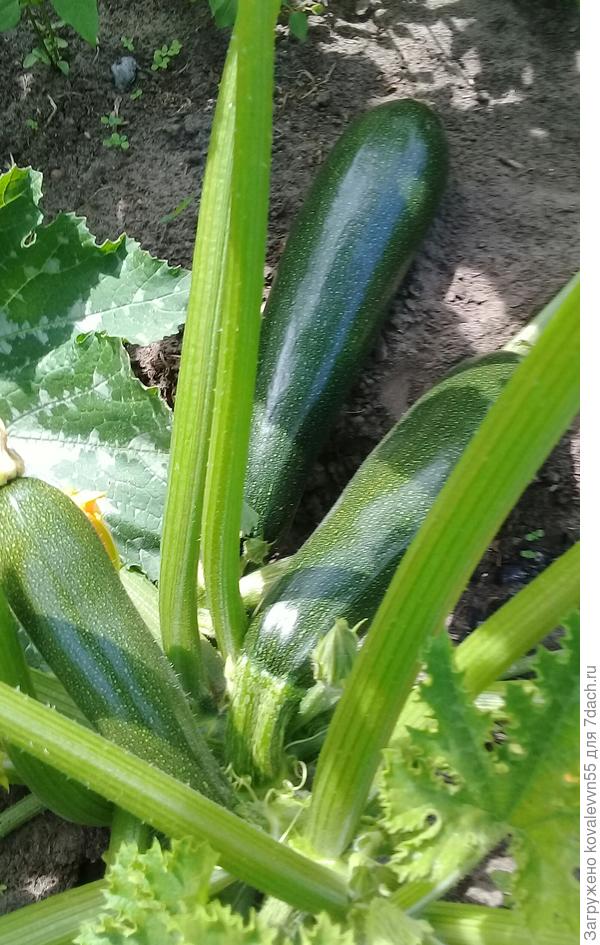 Кабачки цуккини Генерал