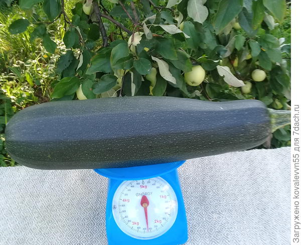 Самый крупный кабачок