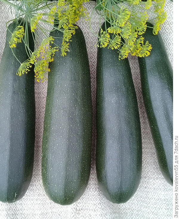 Первый урожай кабачков цуккини Генерал