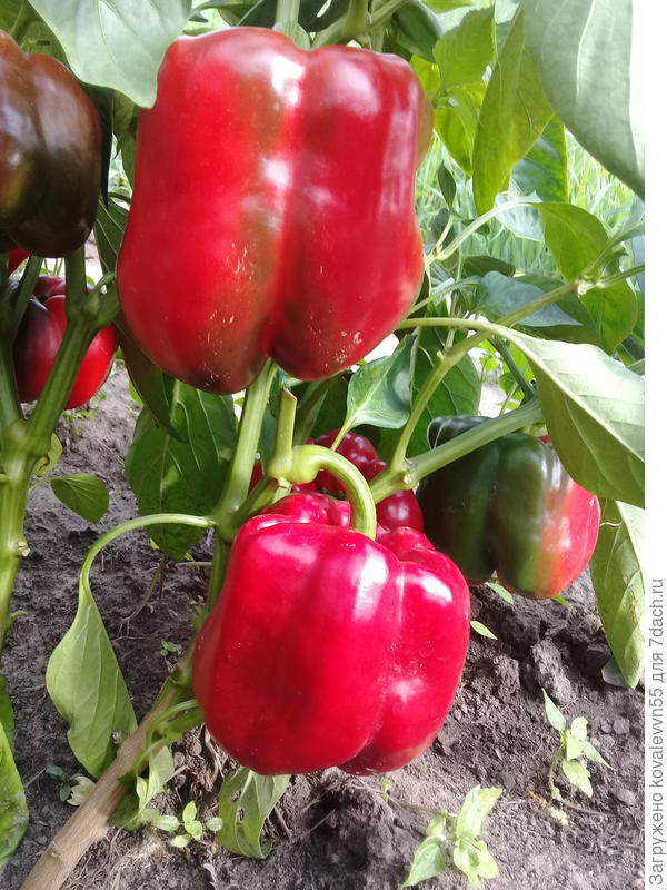 куст