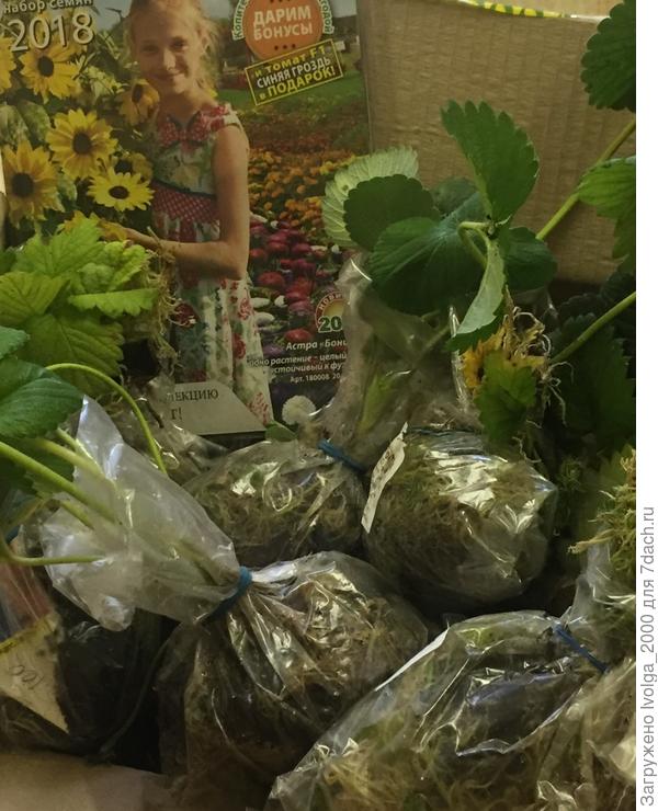 Земляника Арома