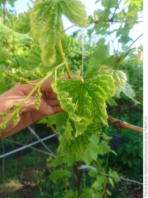 Курчавость листьев винограда лечение фото