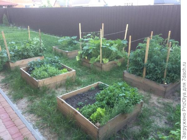 Грядки за домом