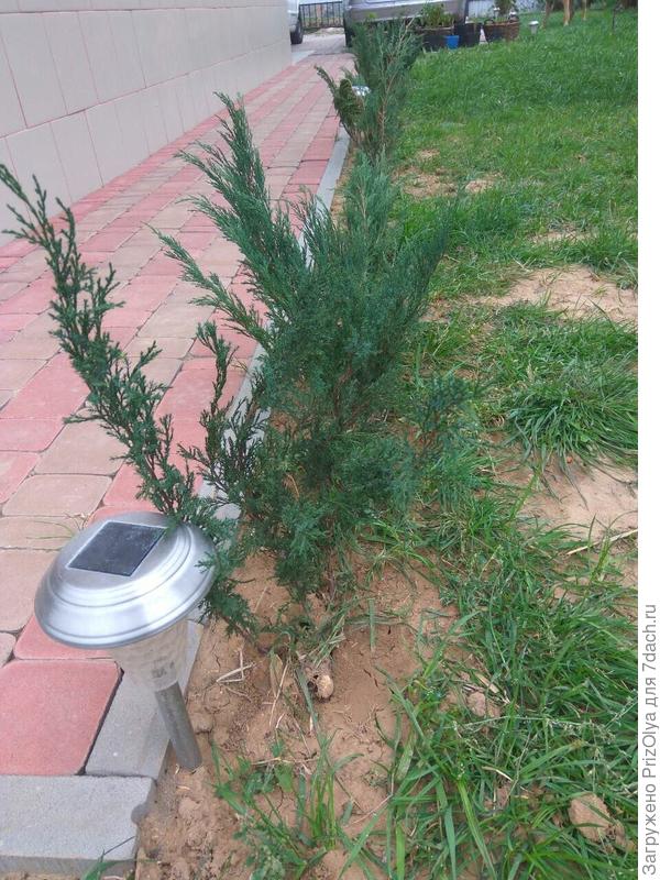 Рядом с можжевельником планирую посадить пионы