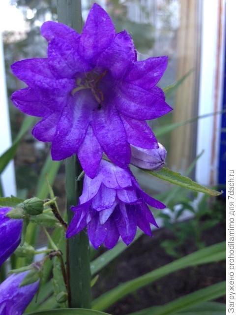 колокольчик Бернис